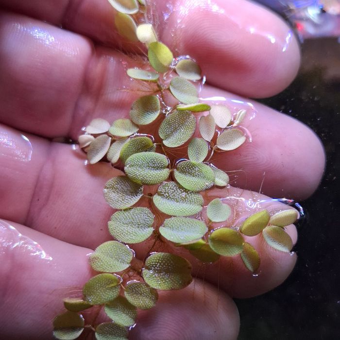 Planta para aquário Salvinia Auriculata  dose 10 x 10cm