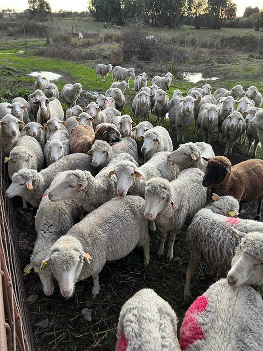 Merino da Beira Baixa