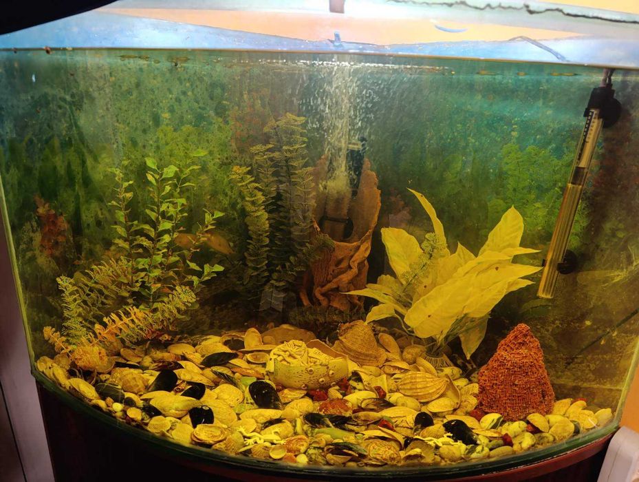 Продається гарний кутовий акваріум