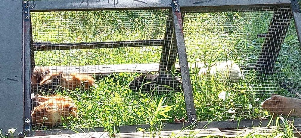 Świnki morskie  Cavie domowe samce