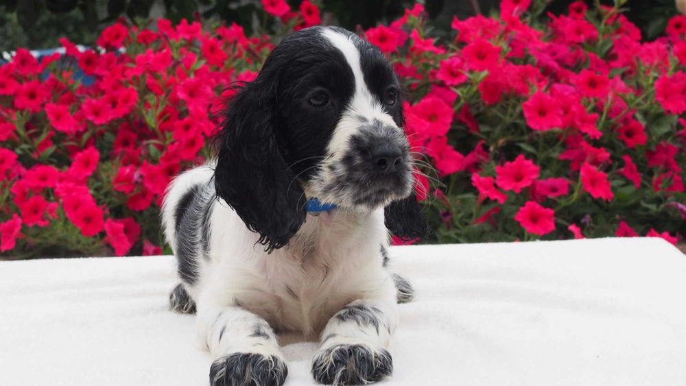 Cocker spaniel angielski