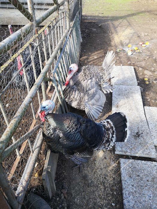 Vende-se perus para o Natal