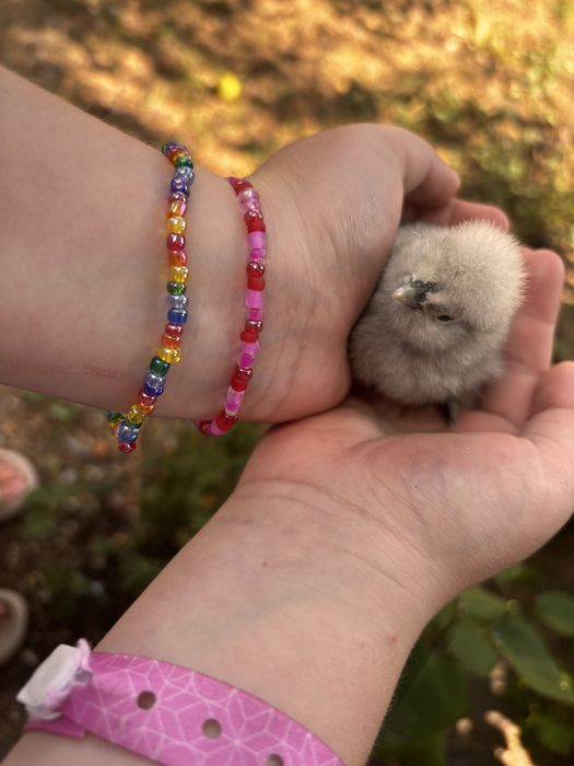 Kurczaki ozdobne kochin i silka