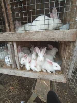 Króliki Termondzkie