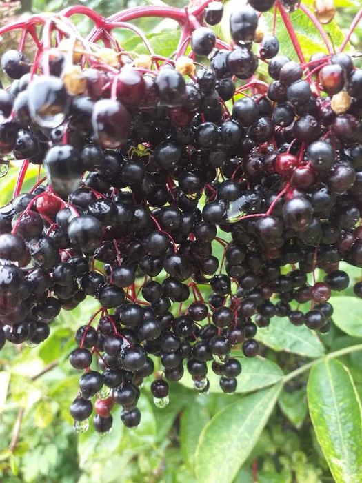 Bez czarny sadzonki Sambucus nigra sortowane