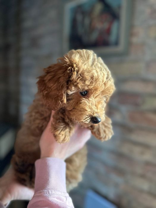 Suczka pudel toy płowa