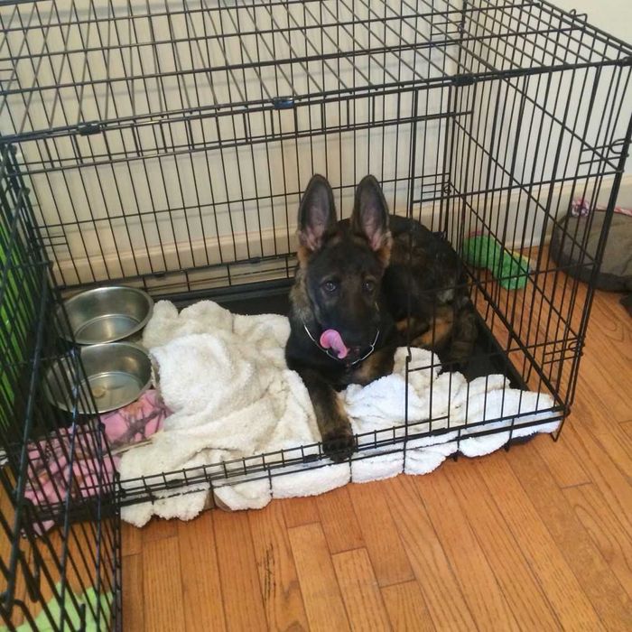 Переноска, вольер, клетка клітка для собак кошек Польша ВСЕ РАЗМЕРЫ