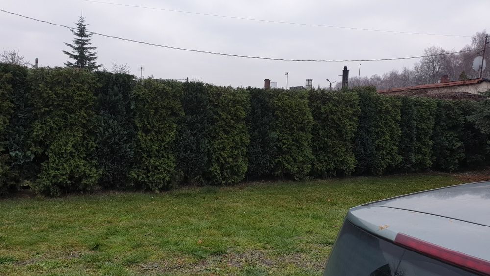 Przycinanie drzew i krzewów, tuji