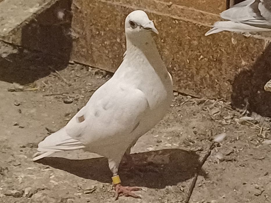 Gołębie pocztowe  .