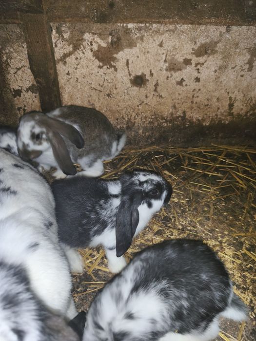 Francuskie brany króliki młode 2 miesiące