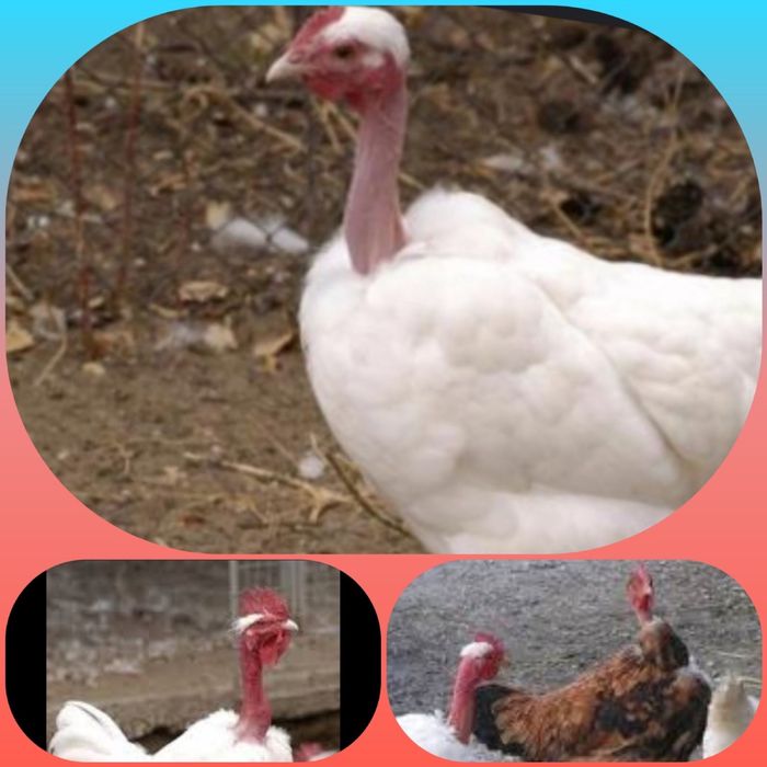 Інкубаційне яйце індиків