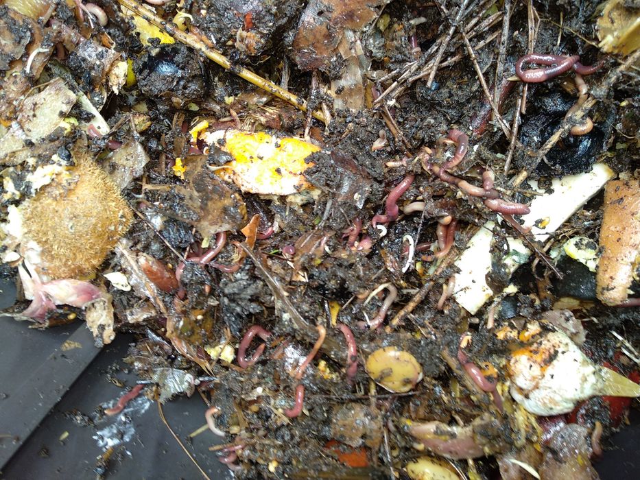 Earthworms for Composting426336448949800962