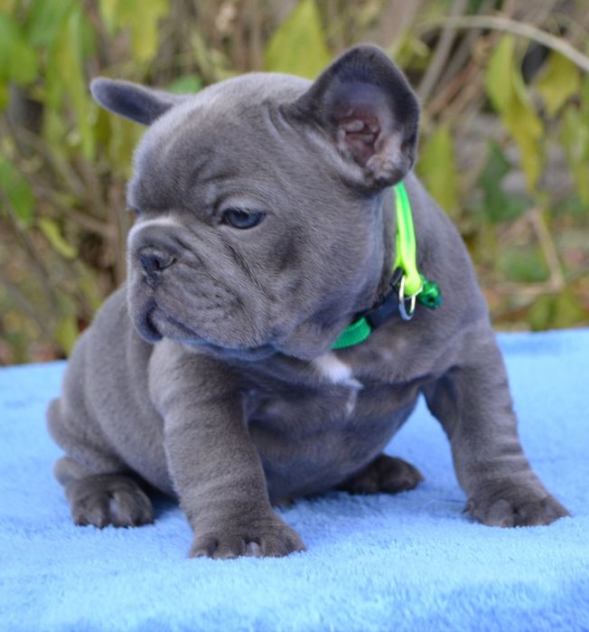 Супер.    красавчік блакитний