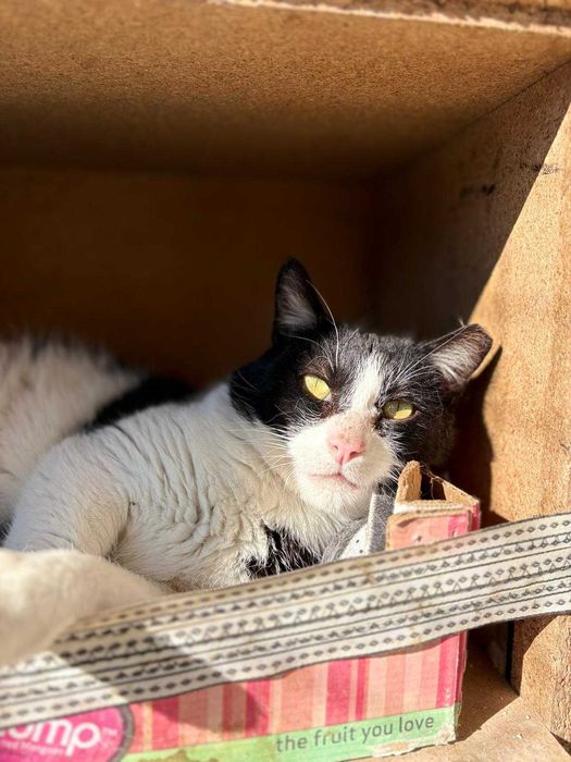 Gato para adoçao (Billy)