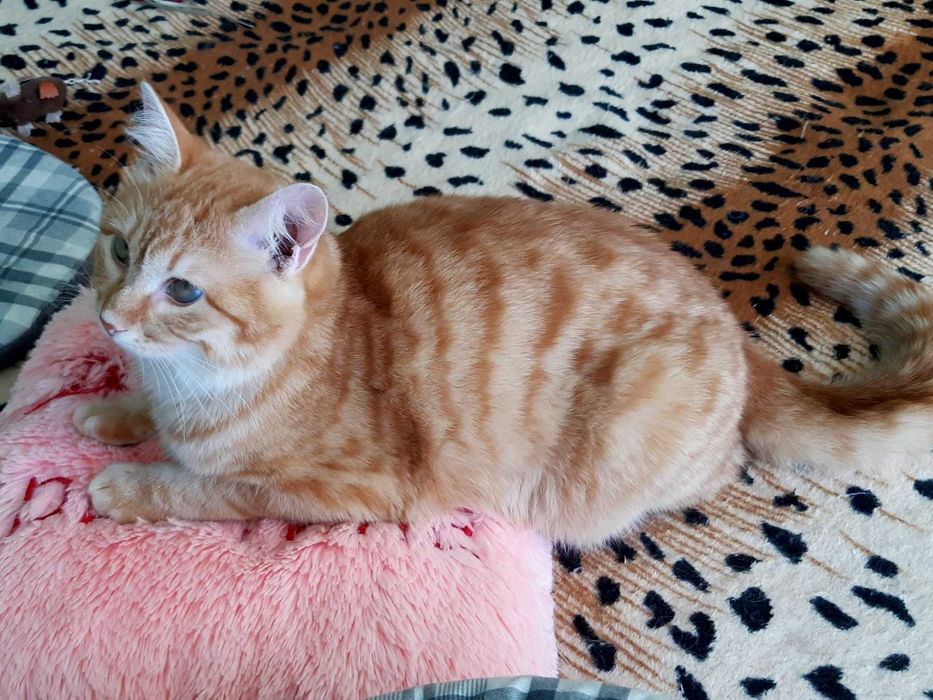 Отдам в хорошие руки кошечку Ханни