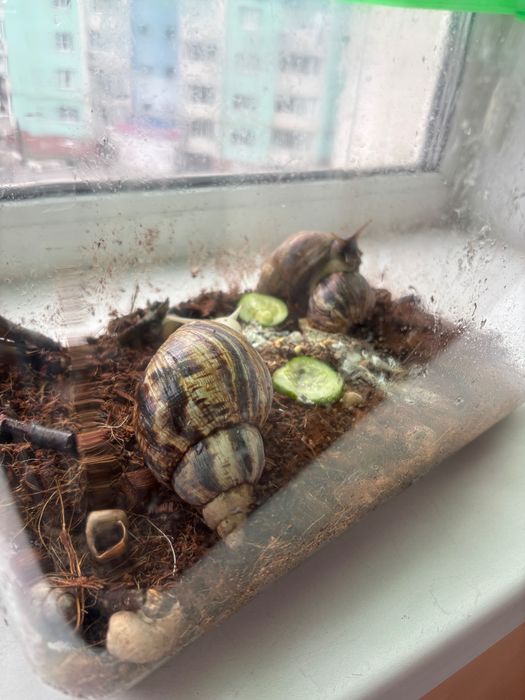 Равлики Ахатини разом з тераріумом, грунтом, їжею