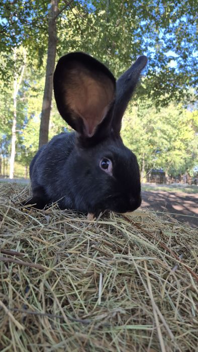 Продам кролика хлопчика