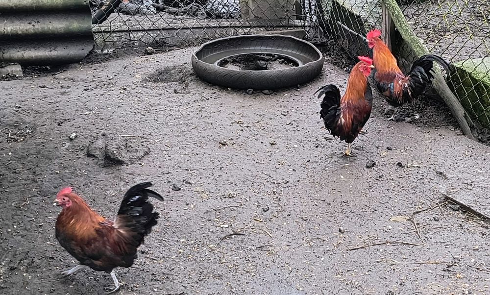 Kogut liliputy kogucik