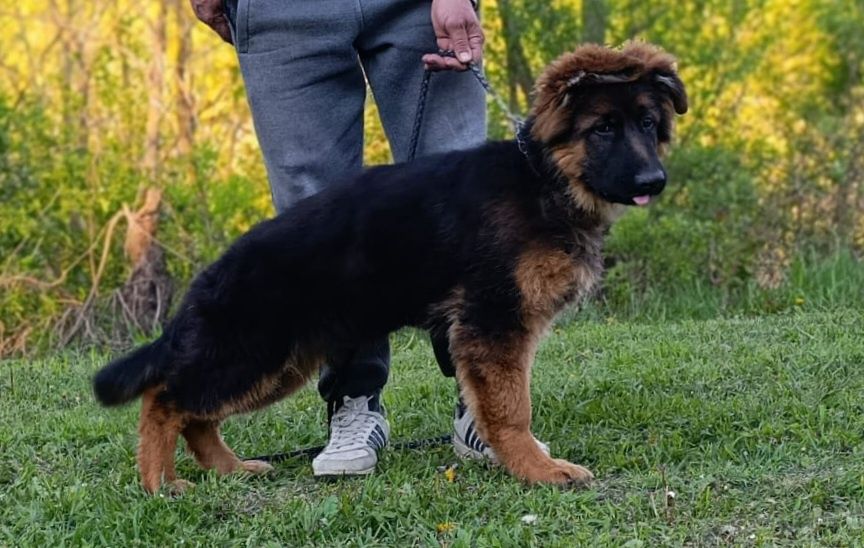 Шикарні цуценята Д/Ш
