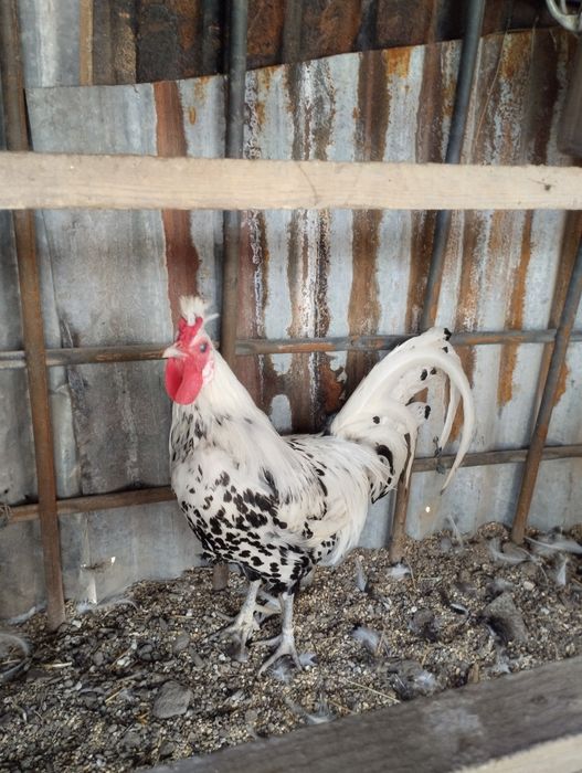 Vendo galo apenzzeler