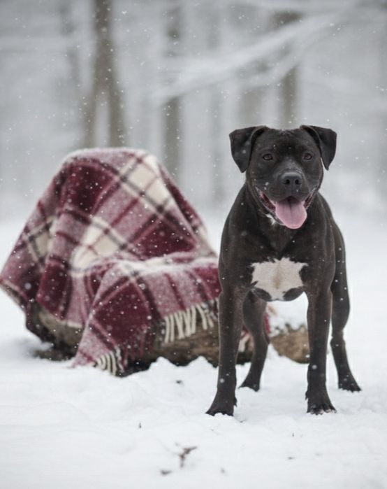 Цуценя Американський Пітбультер'єр. Пітбуль