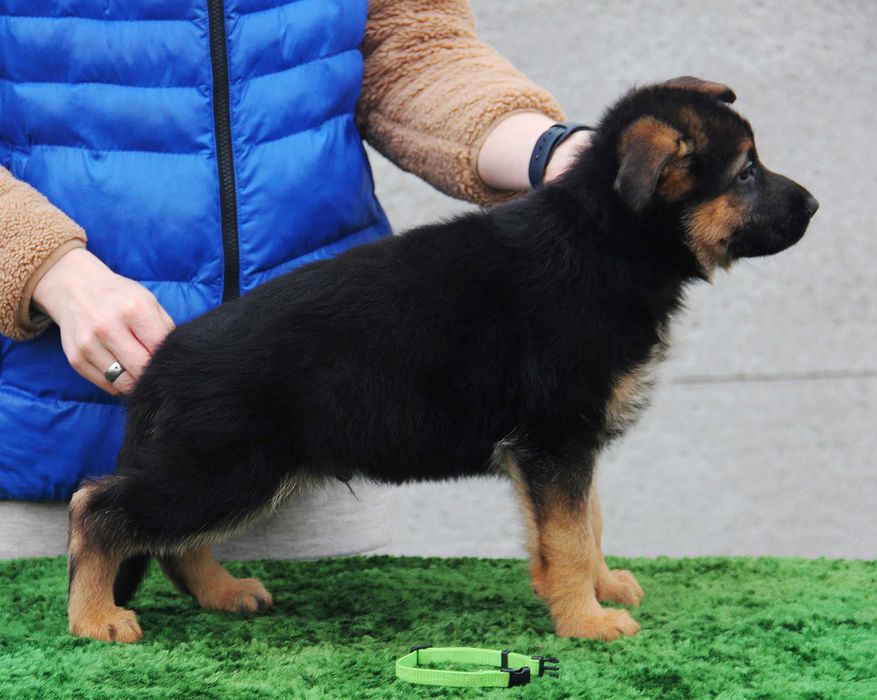 Топові цуценята німецької вівчарки, від професійного заводчика. КСУ-FCI
