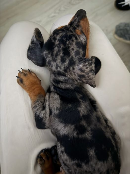 Dachshund Teckel