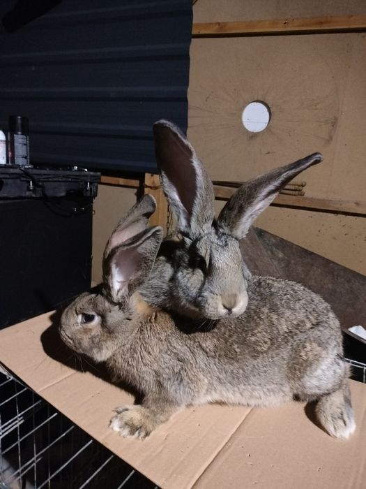 Olbrzym belgijski samice.