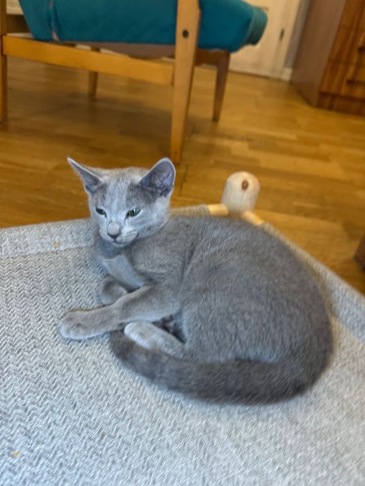 Kotka rosyjska niebieska