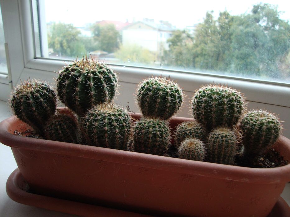 Растения: алоэ, кактусы