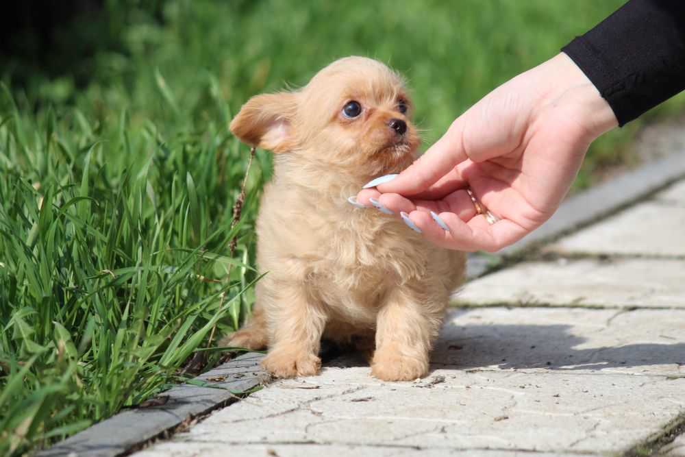 Кому друга ,девочка щенок в семью мама йорк