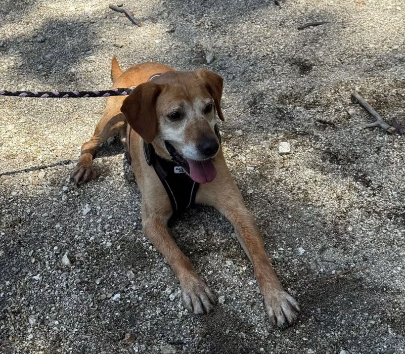 Nicolau - 8 anos, xPerdigueiro