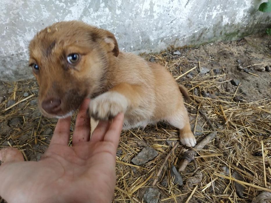 Вакциновані собачки шукають господарів