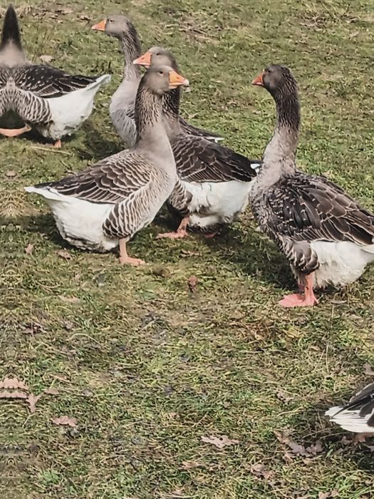 Jaja lęgowe od gęsi landes.