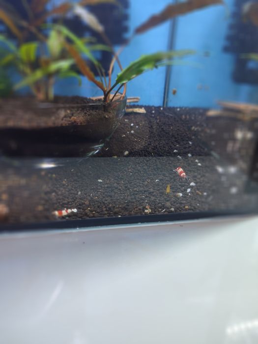 Caridinas Cristal Red e Cristal Black