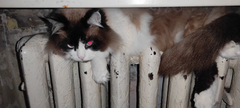 • Отдам в добрые руки кота (примерно 7 лет)

Очень ласковый, домашний