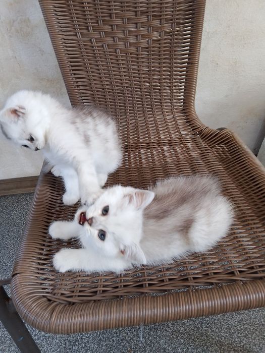 Продам британських котят 2 месяца