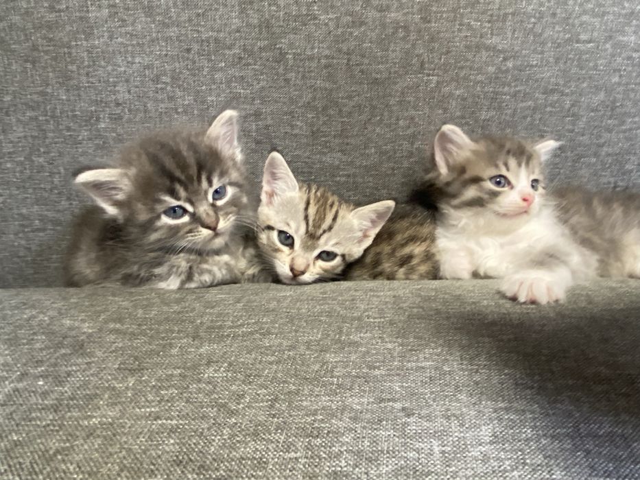 Котята скотишь двор)