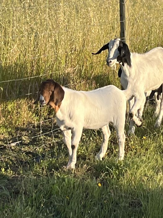 Chivo cruzado de boer