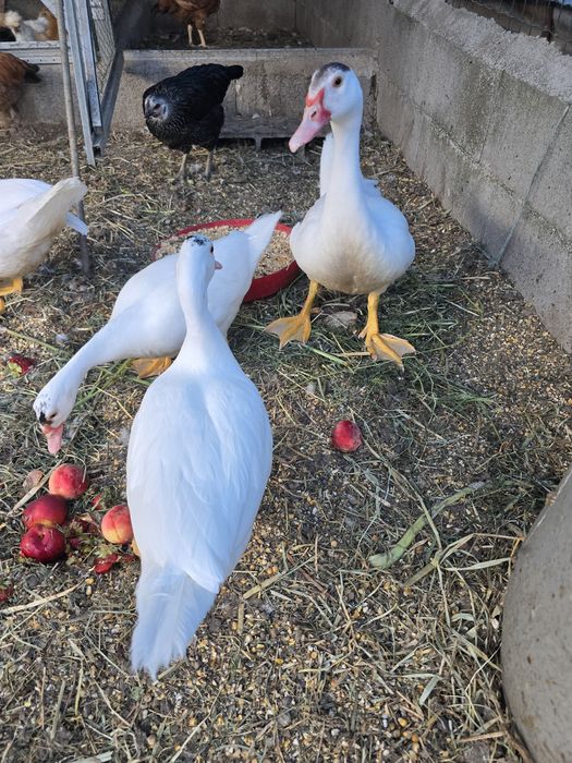 Patos mudos de 2026