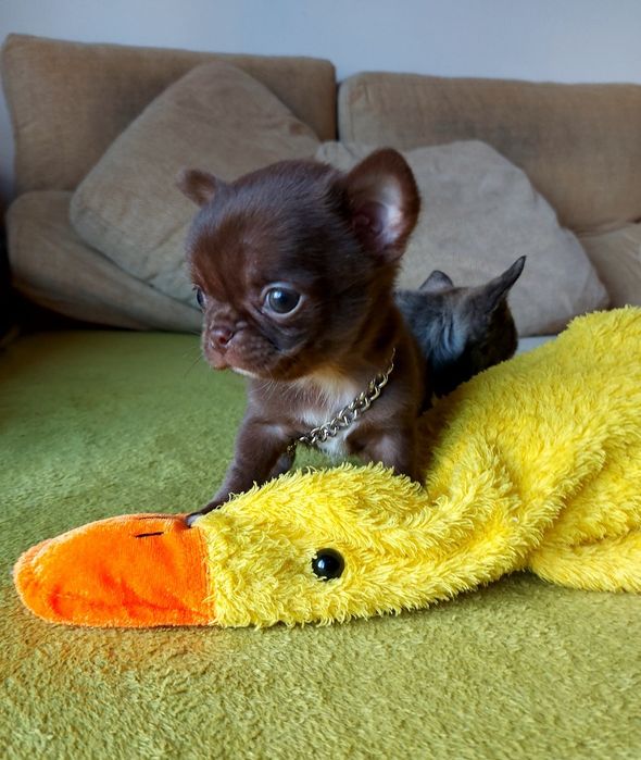 Chihuahua Macho  com Lop ( Pedegree)