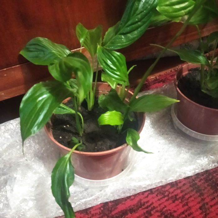 Жіноче щастя , женское счастье