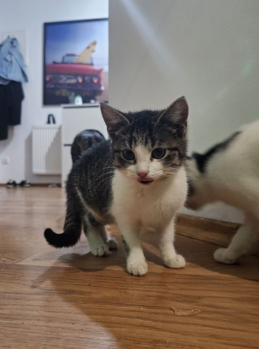 Koteczka Bambi szuka domu