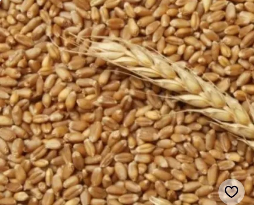 Зерно кукурудзи,