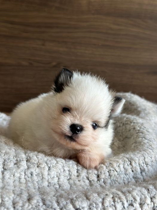 POMERANIAN szpic miniaturowy  miś SUNIA  :)