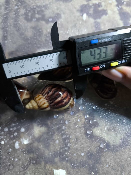 Ахатина Фуліка стандарт (5 шт)
Ахатина Фуліка стандарт