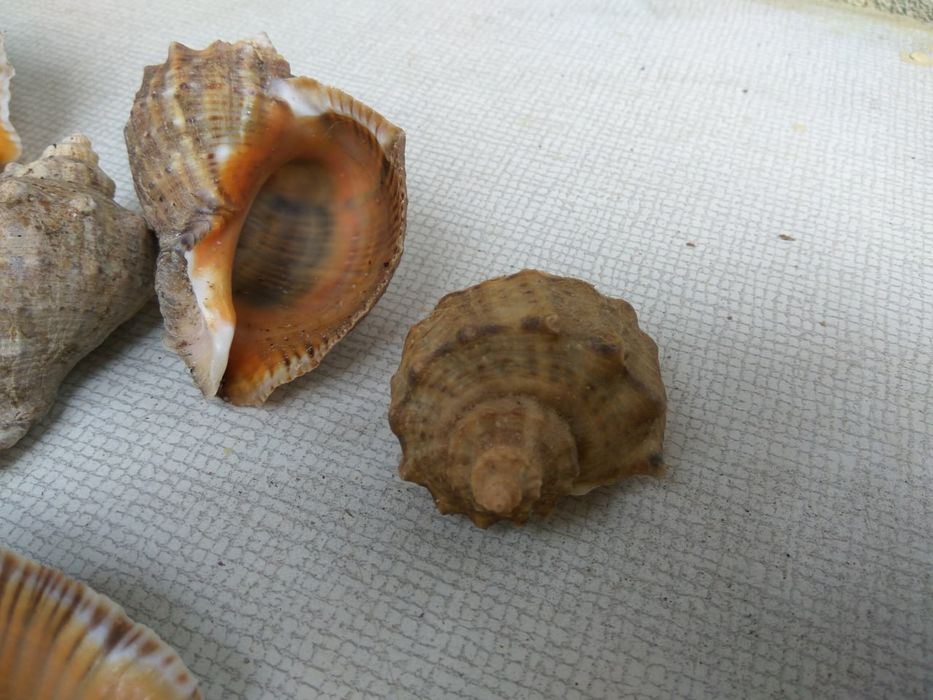 Ракушки рапана  .