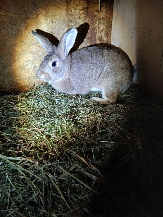Młode samice do zakocenia