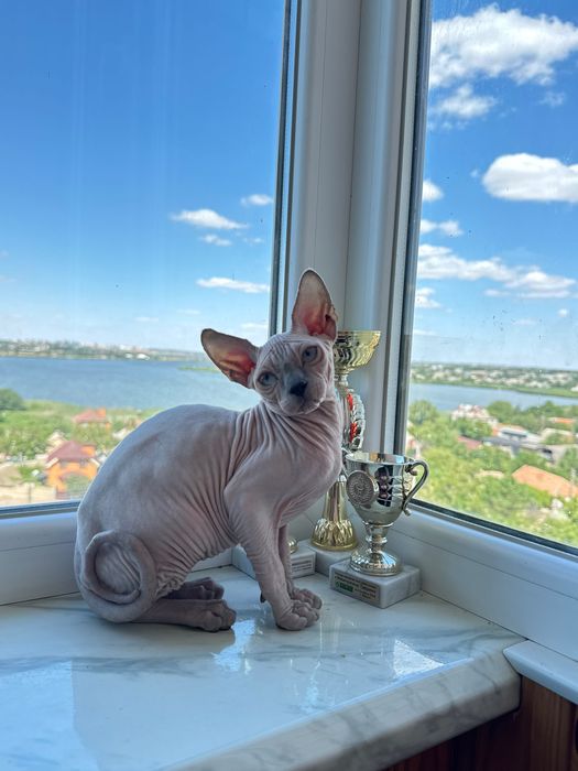 Ніжний хлопчик сфінкс