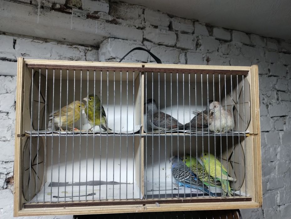 gołąbki diamentowe, kanarki